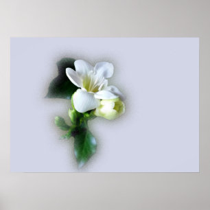 white freesia flower poster