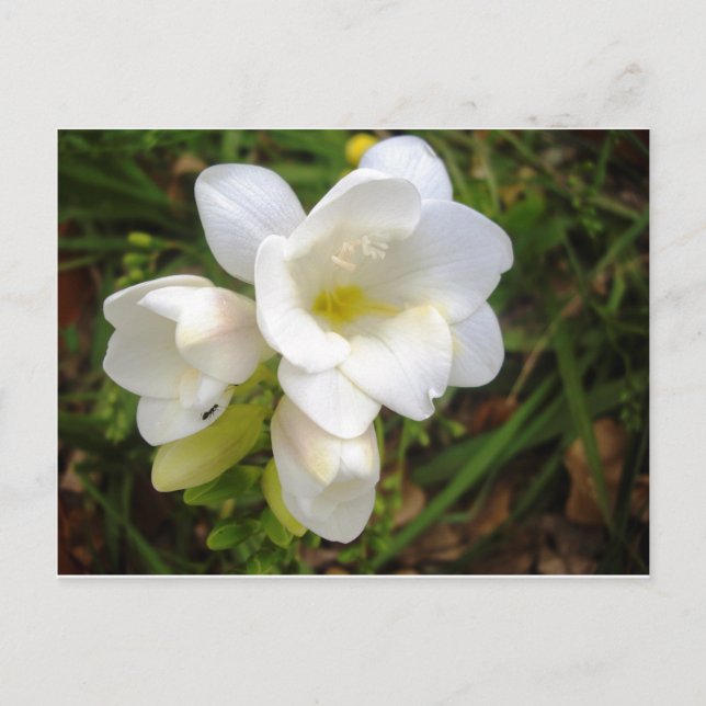 White Freesia Postcard (Front)
