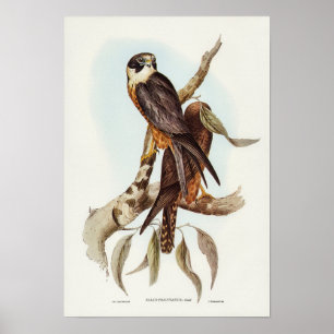 White-fronted Falcon by Elizabeth Gould Poster