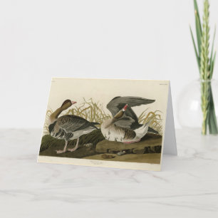 White-fronted Goose from Audubon Birds of America Card