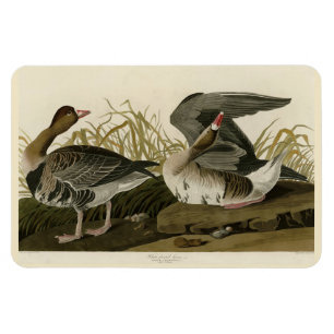 White-fronted Goose from Audubon Birds of America Magnet