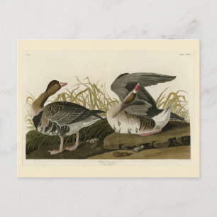 White-fronted Goose from Audubon Birds of America Postcard