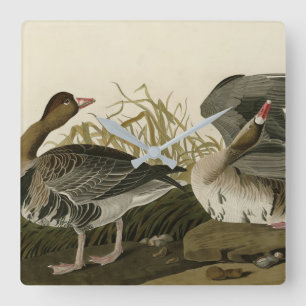White-fronted Goose from Audubon Birds of America Square Wall Clock