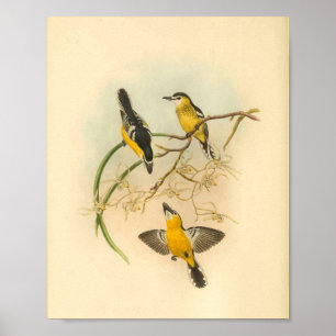 White Fronted Yellow Flycatcher Bird Vintage Print