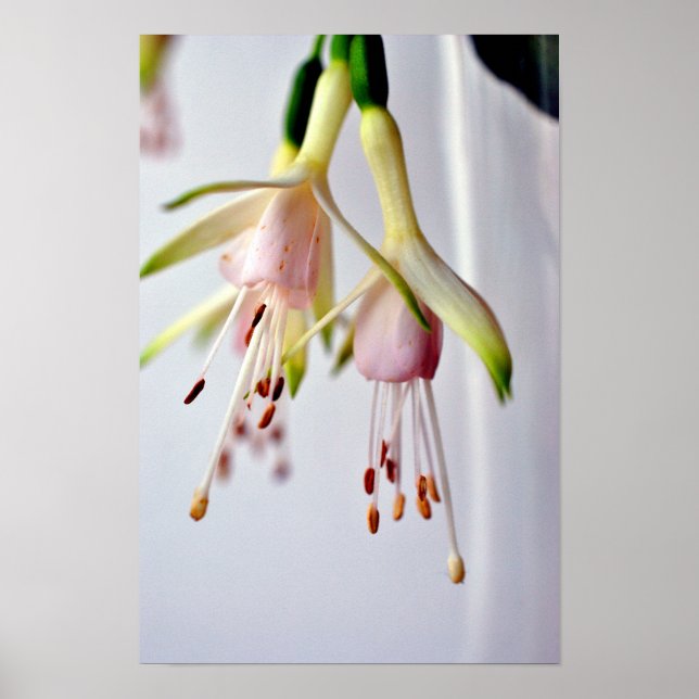 White Fuchsia Hawkshead Summer Flower Poster (Front)