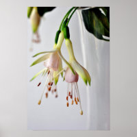 White Fuchsia Hawkshead Summer Flower