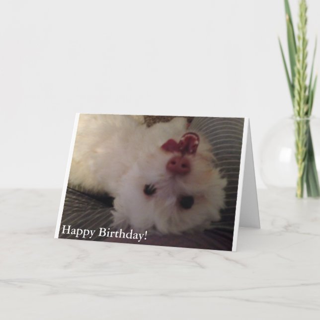 White, Funny Puppy Happy Birthday card (Front)