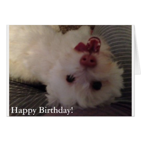 White, Funny Puppy Happy Birthday card