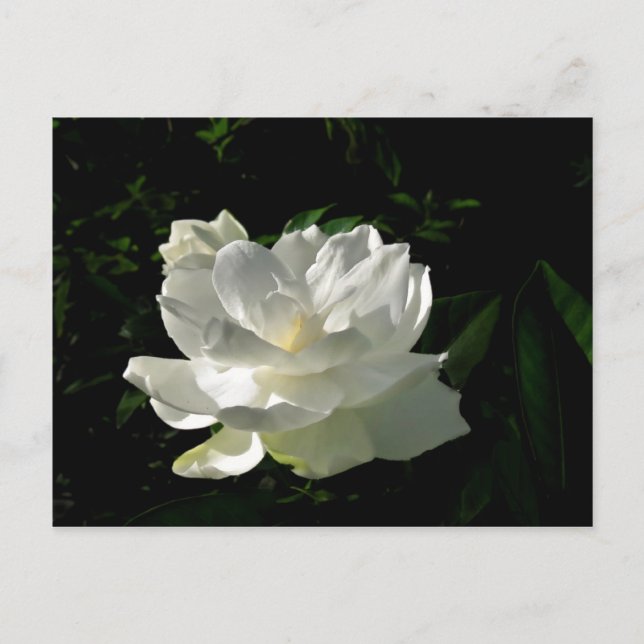 White Gardenia Blossom Postcard (Front)
