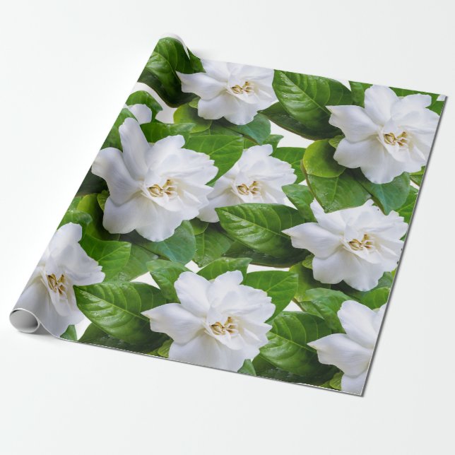 White gardenia flowers and green  wrapping paper (Unrolled)