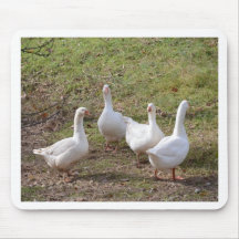 White Geese