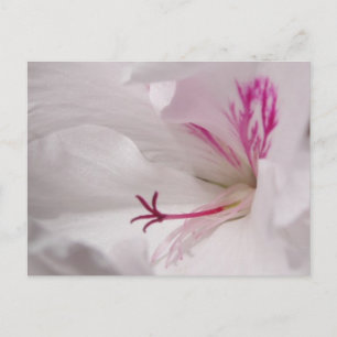 White Geranium Postcard