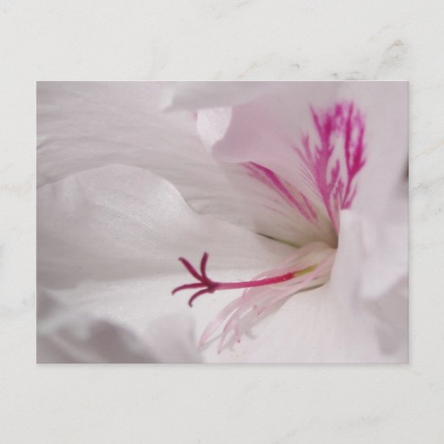 White Geranium Postcard (Front)