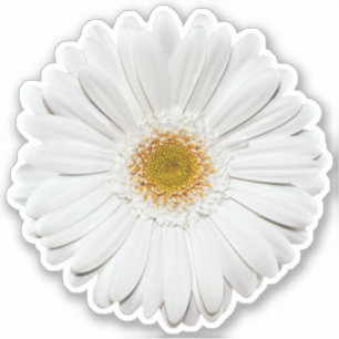 White Gerber Daisy Flower Kiss-Cut Sticker