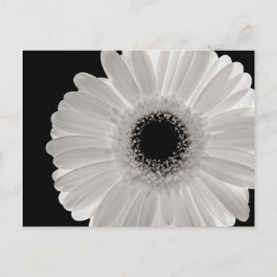 White Gerbera Flower Postcard