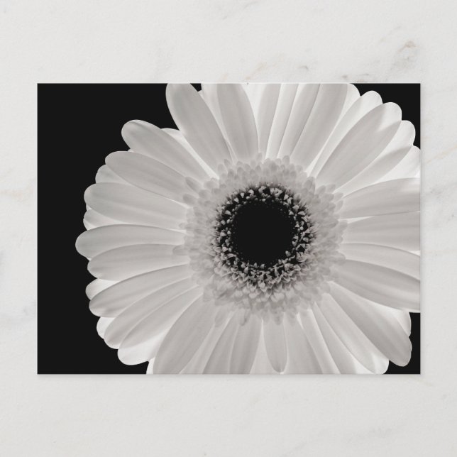 White Gerbera Flower Postcard (Front)