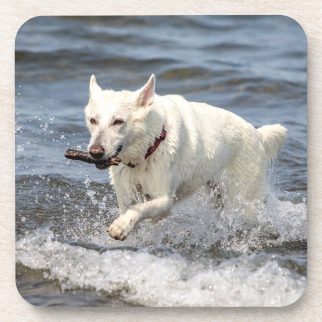 White German Shepard on Lake George Coaster (Front)