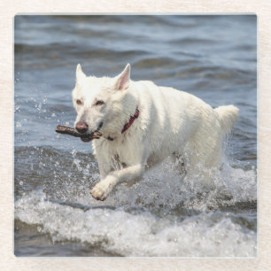 White German Shepard on Lake George Glass Coaster