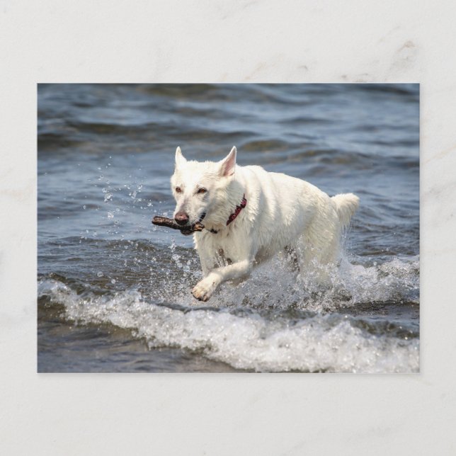 White German Shepard on Lake George Postcard (Front)