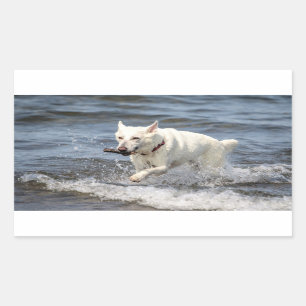 White German Shepard on Lake George Rectangular Sticker