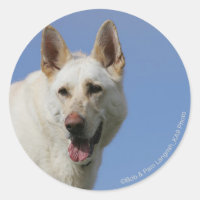 White German Shepherd