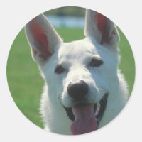 White German Shepherd Dog