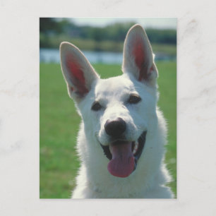 White German Shepherd Dog Postcard