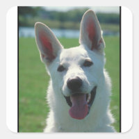 White German Shepherd Dog