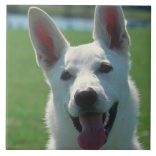 White German Shepherd Dog Tile