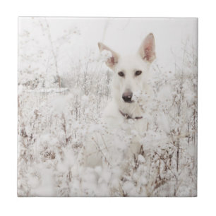 White German Shepherd in the Snow Ceramic Tile