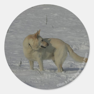 White German Shepherd  in the Snow Classic Round Sticker