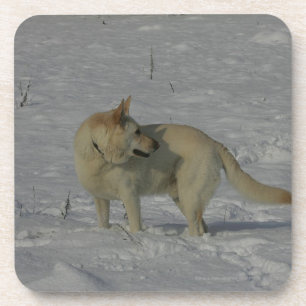 White German Shepherd in the Snow Coaster