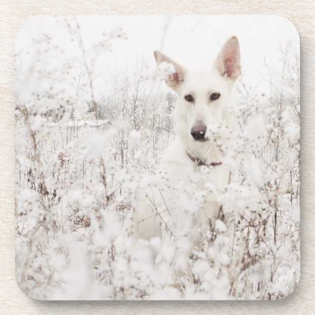 White German Shepherd in the Snow Coaster (Front)