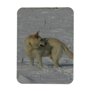 White German Shepherd  in the Snow Magnet