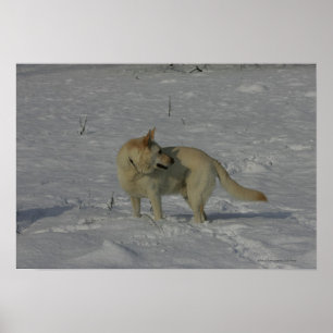 White German Shepherd  in the Snow Poster