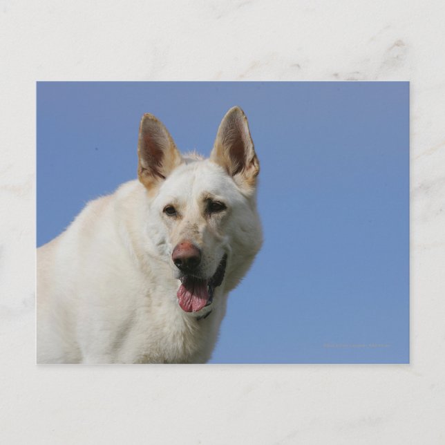 White German Shepherd Postcard (Front)