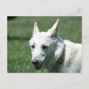 White German Shepherd Postcard