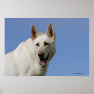White German Shepherd Poster