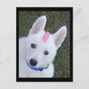 White German Shepherd w. Mohawk Postcard