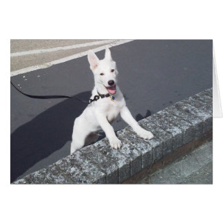 White German Shepherd Walkies