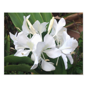 White Ginger Blossoms Photo Print