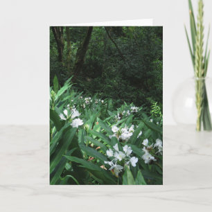White Ginger Card