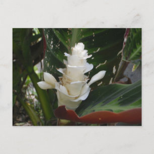 White Ginger Flower Postcard