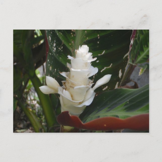 White Ginger Flower Postcard (Front)