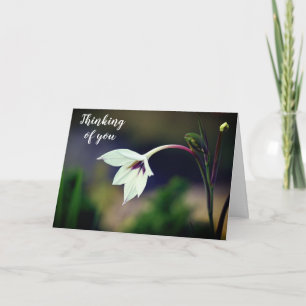 White Gladiolus Garden Flower Thinking of You Card