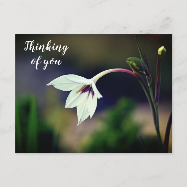 White Gladiolus Garden Flower Thinking of You Postcard (Front)