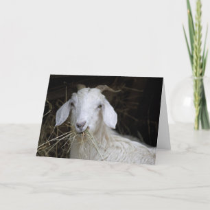 White Goat - Cute Animal Photography Card