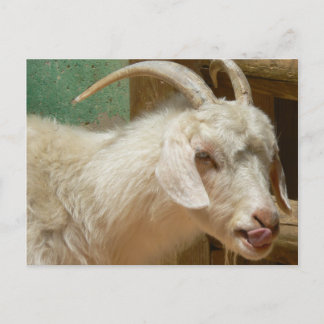 White goat licking itself postcard