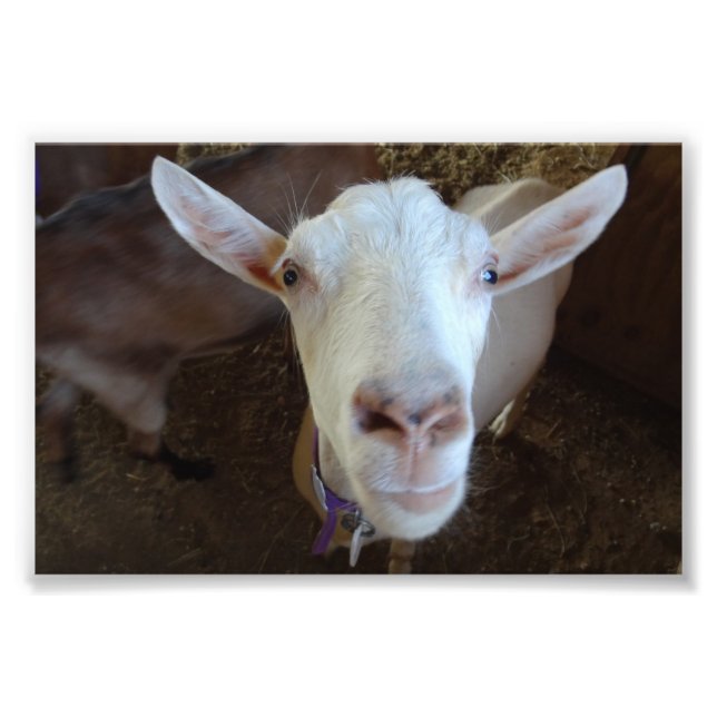White Goat Photo Print (Front)
