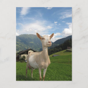 White goat postcard